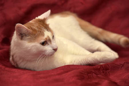 red-and-white cat lies on a red backgroundの写真素材