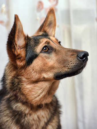 beautiful half-breed dog German shepherd close-upの写真素材