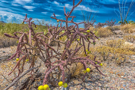 Landscape of large saguaro cactus plants on hillside in Saguaro National Park in Tucson, Arizonaの写真素材