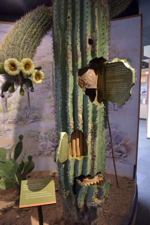 USA, Arizona, 26.06.2016 Saguaro National Park. Tourist center and tourist informationのeditorial素材