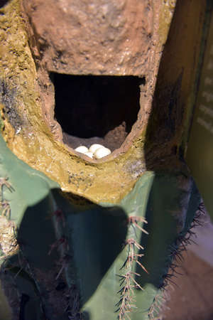 USA, Arizona, 26.06.2016 Saguaro National Park. Tourist center and tourist informationのeditorial素材