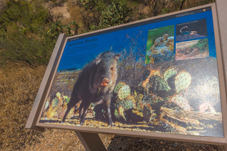 USA, Arizona, 26.06.2016 Saguaro National Park. Tourist center and tourist informationのeditorial素材