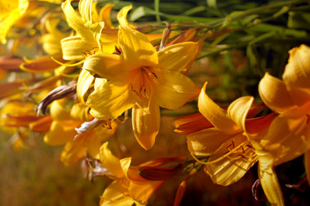 yellow lilies in the summer on the lawnの写真素材