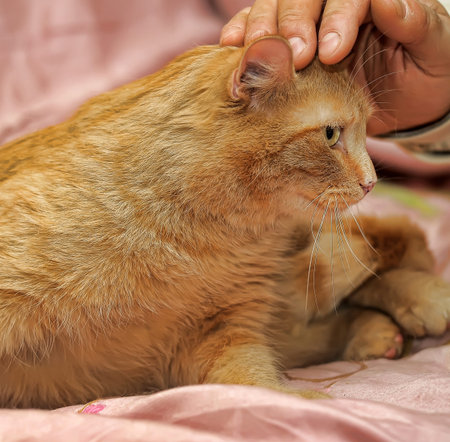 fat red cat lies on the sofa, hand strokes