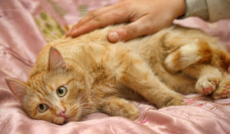 fat red cat lies on a sofaの写真素材