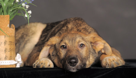 Mongrel brown puppy on a gray background next to flowers