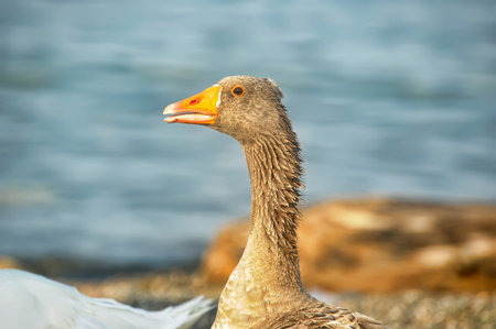 flock of geese and water in summer