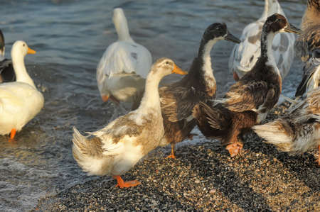 flock of geese and water in summerの写真素材