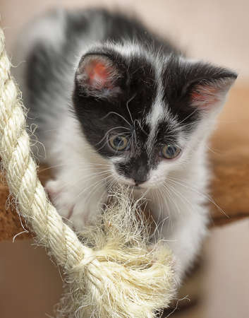 playful black and white little kittenの写真素材