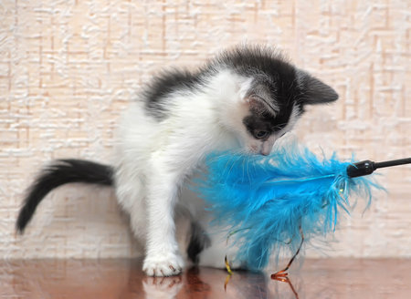 playful black and white little kittenの写真素材