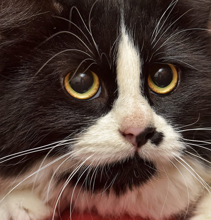 beautiful fluffy black with white cat in hands