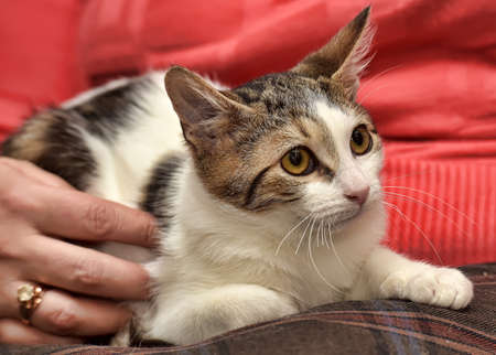 striped with white affectionate kitten in handsの写真素材