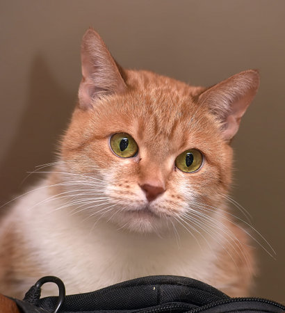 ginger and white cat with bewildered eyesの写真素材