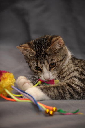 cute playful striped with white short-haired cat on a gray background