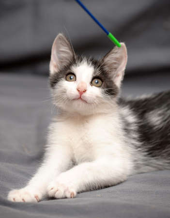 cute playful white with black kitten on a gray backgroundの写真素材