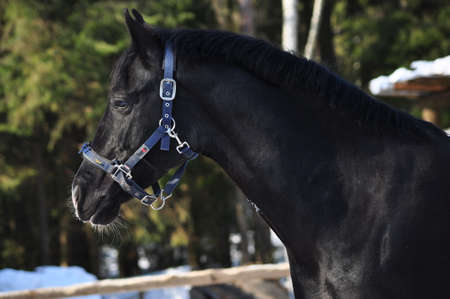 black horse in corral in winterのeditorial素材