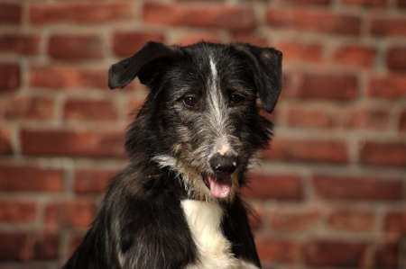 black and white dog pooch on a brick wall backgroundの写真素材