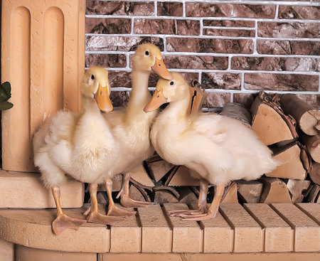 domestic geese with baby geeseの写真素材