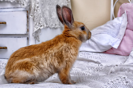 red bunny at home on the couchの写真素材