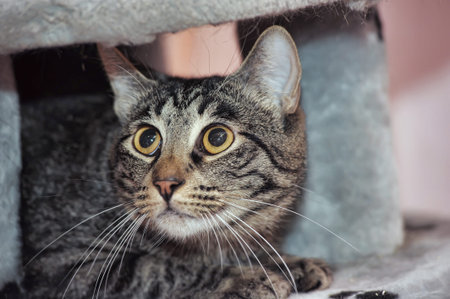 scared striped cat with wide eyes portrait