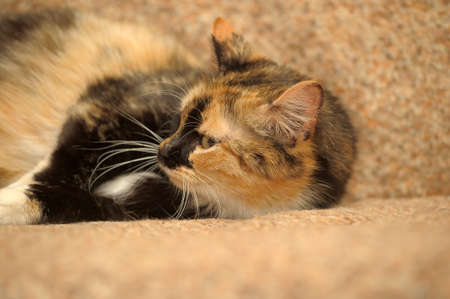tricolor cat lies on a sofaの写真素材