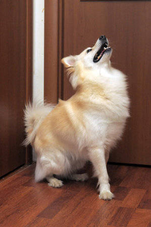 cute light   fluffy dog mongrelの写真素材