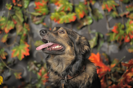 cute brown fluffy mongrel dog on autumn background