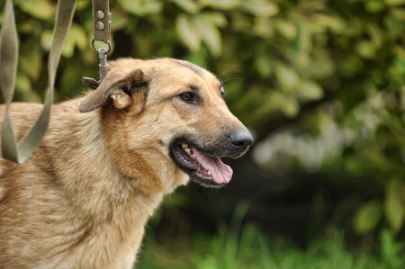 Cute brown foxy faced mongrel dog on leash standing on green grassの写真素材