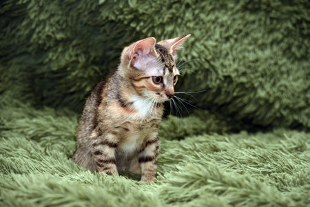 little cute striped kitten on a green background