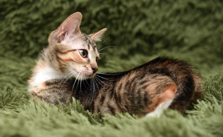 little cute striped kitten on a green background