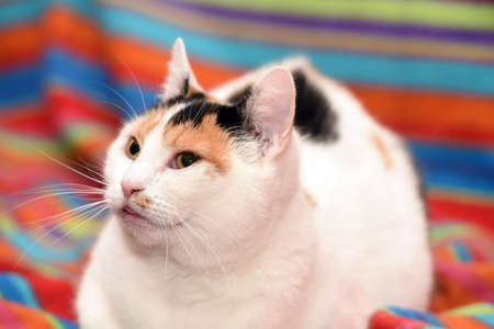 cute tricolor cat lies on a sofaの写真素材