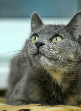 gray with red cat with green eyes portrait