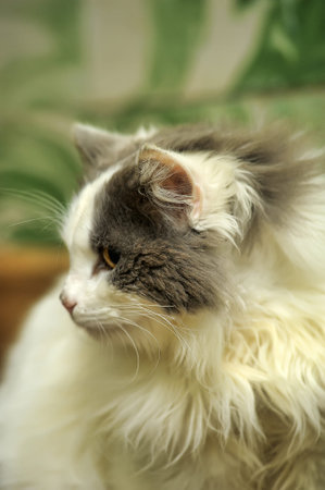 gray with white beautiful fluffy long-haired cat portrait
