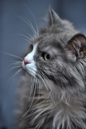 gray with white beautiful fluffy long-haired cat portrait