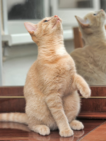 ginger young cat stands on its hind legs