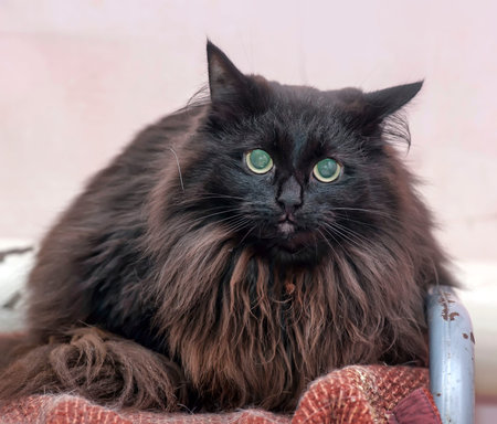 black fluffy siberian cat in animal shelterの写真素材