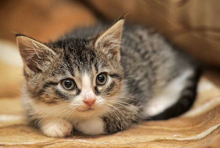 brown with white little cute kitten liesの写真素材