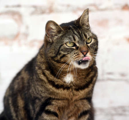 brown striped old cat licks its lipsの写真素材