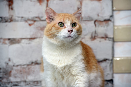 elderly red with a white catの写真素材