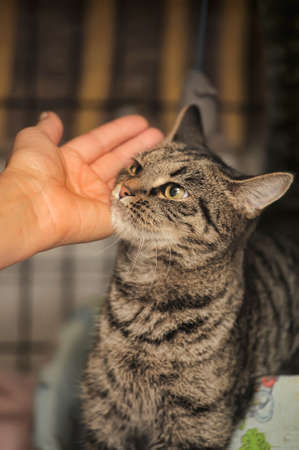tabby cat in a cage in a shelterの写真素材