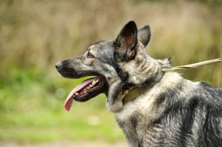cute gray dog mongrel on a leashの写真素材
