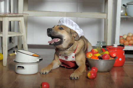 dog in the apron in the kitchen mongrel, cook in the kitchen, funny, jokeの写真素材