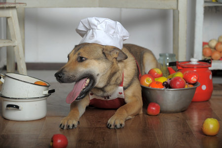 dog in the apron in the kitchen mongrel, cook in the kitchen, funny, jokeの写真素材