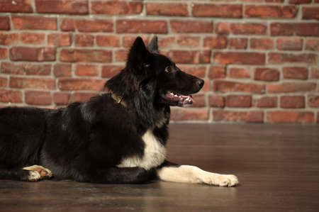 black and white big fluffy dog mongrelの写真素材