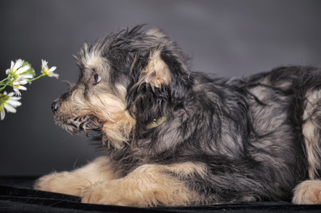 cute black and brown dog mongrel mestizo terrier