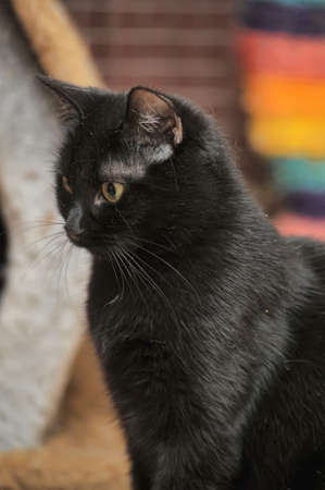 cute black cat with yellow eyesの写真素材