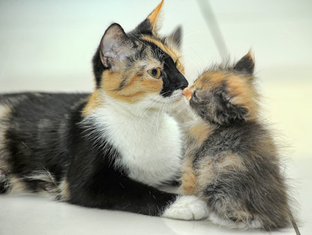 tricolor cat with a small fluffy kittenの写真素材