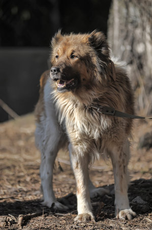 old red and white caucasian shepherd on a leash