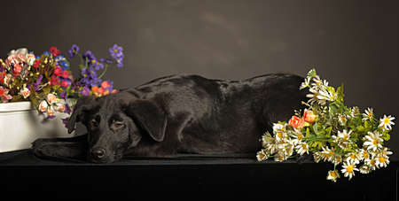 black mongrel dog in the studio with flowers on a dark backgroundの写真素材