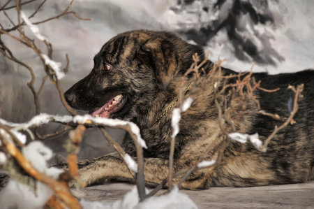 old brown with black dog mongrel on a winter background